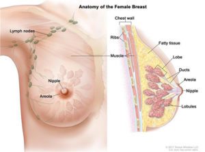 Breast Disease Surgery